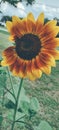 Sunflower, bloom where you are planted