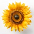 sunflower bloom on white background Royalty Free Stock Photo