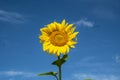 Sunflower bloomed in the field Royalty Free Stock Photo