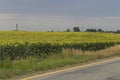 Sunflower bloomed field Royalty Free Stock Photo