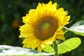 Sunflower blooming