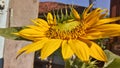 SUNFLOWER BLOOMING IN THE BACKYARD