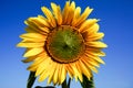 Sunflower blooming and blue sky in background Royalty Free Stock Photo