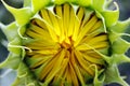 Sunflower blooming, bud with petals close up texture macro detail, organic background Royalty Free Stock Photo