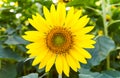 Sunflower blooming