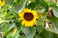 Sunflower blooming. Close-up of sunflower Royalty Free Stock Photo