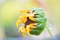 Sunflower blooming. Close-up of petals and pollen of bright yellow sunflower. Royalty Free Stock Photo