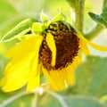 Sunflower blooming. Close-up of petals and pollen of bright yellow sunflower. Royalty Free Stock Photo
