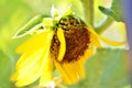 Sunflower blooming. Close-up of petals and pollen of bright yellow sunflower. Royalty Free Stock Photo