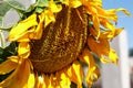 Sunflower blooming, close up petals texture macro detail Royalty Free Stock Photo