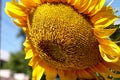 Sunflower blooming, close up petals texture macro detail Royalty Free Stock Photo