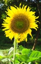 Sunflower blooming at farm, Close up shot Royalty Free Stock Photo