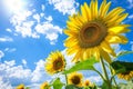 Sunflower Blooming in Field Against Blue Sky Royalty Free Stock Photo