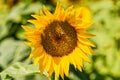 Sunflower blooming in a field with bees Royalty Free Stock Photo