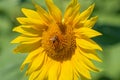 Sunflower blooming in a field with bees Royalty Free Stock Photo