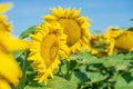 Sunflower blooming field on blue sky background. Close up Royalty Free Stock Photo
