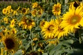 Sunflower blooming in a field of green background