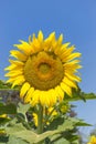Sunflower blooming on the field in sunny day