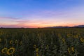 Sunflower blooming field Royalty Free Stock Photo