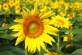 sunflower blooming on field Royalty Free Stock Photo
