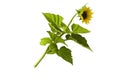 Sunflower Blooming Flower Isolated on transparent background, Generative Ai Royalty Free Stock Photo