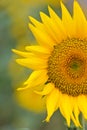 Sunflower blooming flowers