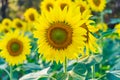 Sunflower Blooming Royalty Free Stock Photo