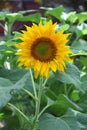 Sunflower Royalty Free Stock Photo