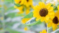 Sunflower blooming in the garden on blur background