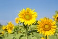Sunflower blooming Royalty Free Stock Photo