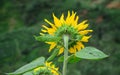 Sunflower blooming at the park in Sapa, Vietnam Royalty Free Stock Photo