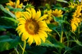 Sunflower is blooming to receive sunlight in the morning