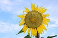 Sunflower blooming on the tree with blue sky background, Yellow sunflowers are cultivated for their edible seeds. Royalty Free Stock Photo