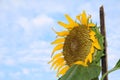 Sunflower blooming on the tree with blue sky background, Yellow sunflowers are cultivated for their edible seeds. Royalty Free Stock Photo