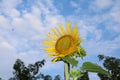 Sunflower blooming on the tree with blue sky background, Yellow sunflowers are cultivated for their edible seeds. Royalty Free Stock Photo