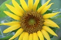 Sunflower blooming on the tree with green background. Royalty Free Stock Photo