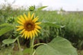Sunflower blooming on the tree with green background, Yellow sunflowers are cultivated for their edible seeds. Royalty Free Stock Photo