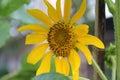 Sunflower blooming on the tree with green background, Yellow sunflowers are cultivated for their edible seeds. Royalty Free Stock Photo