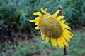 Sunflower blooming on the tree with green background, Yellow sunflowers are cultivated for their edible seeds. Royalty Free Stock Photo