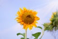 Sunflower are blooming under cloudy blue sky in sunny day Royalty Free Stock Photo