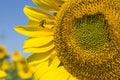 Sunflower blooms on the agricultural field, closeup. A bee collecting pollen and nectar Royalty Free Stock Photo