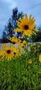 Sunflower blooms amidst sky glooms Royalty Free Stock Photo