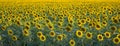 Background of green field with blooming sunflower. Royalty Free Stock Photo