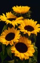 Sunflower Blooms (Helianthus Annuus)