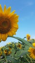 Sunflower blooms Royalty Free Stock Photo