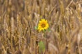 The sunflower blooms a single flower in a wheat field. Bright Royalty Free Stock Photo