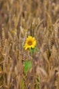 The sunflower blooms a single flower in a wheat field. Royalty Free Stock Photo