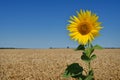 Sunflower blooms in a wheat field against a blue sky Royalty Free Stock Photo