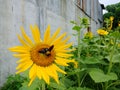 sunflower blooms with yellow petals, green leaves with insects perched on petals in the garden