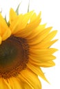 Sunflower blossom Royalty Free Stock Photo